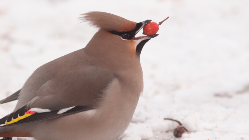 waxwing bird eating red berry