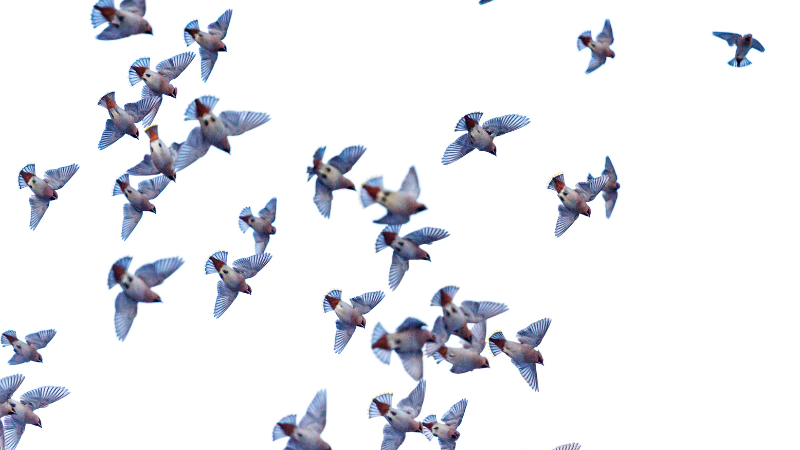 large flock of waxwings flying in the sky overhead