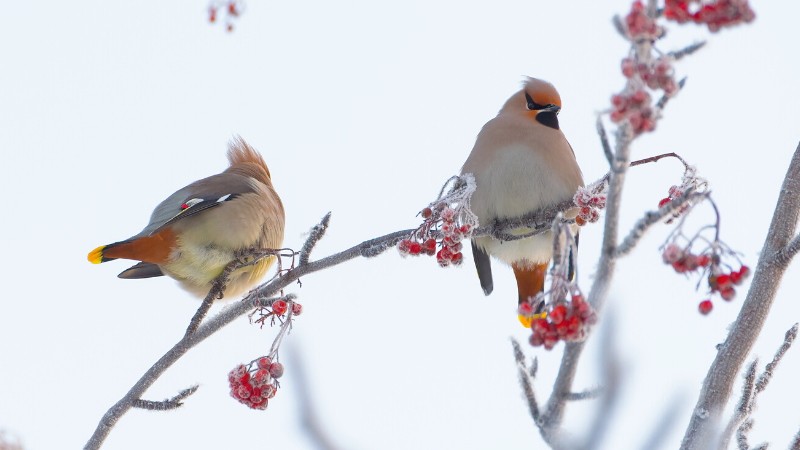 A pair of waxwing birds sitting on a red berry branch