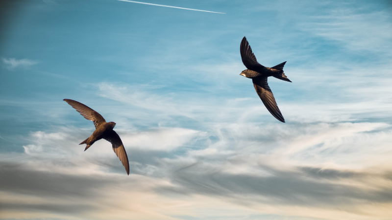 2 swifts flying