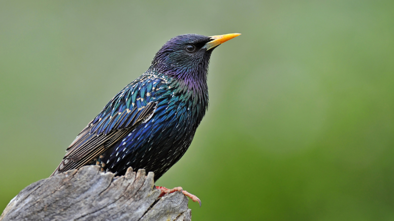endangered starling sitting on log