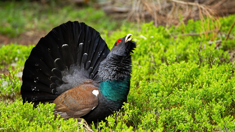 Endangered Capercaillie singing