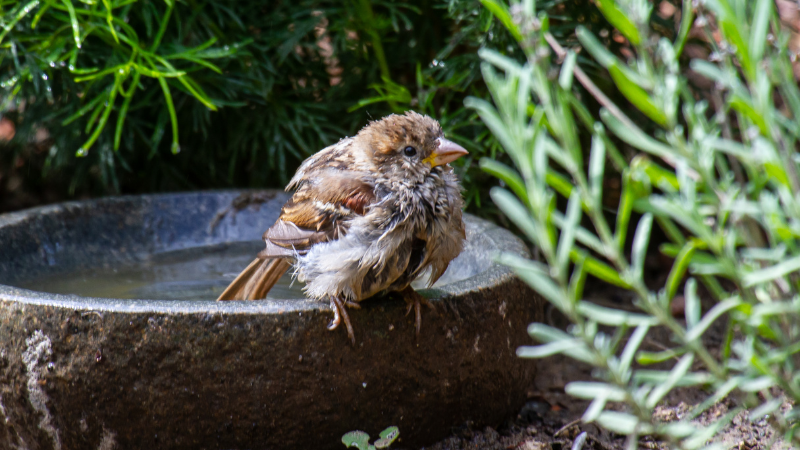 house sparrow perching on bird bath after bathing