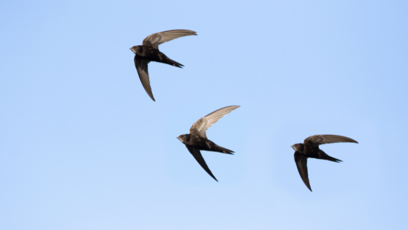 three swifts flying in sky