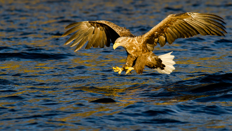 Endangered White-tailed Eagle landing on water
