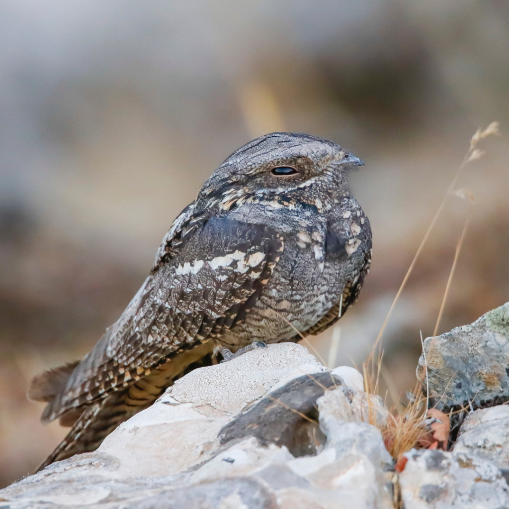 side profile of rare british nightjar lying on rock.