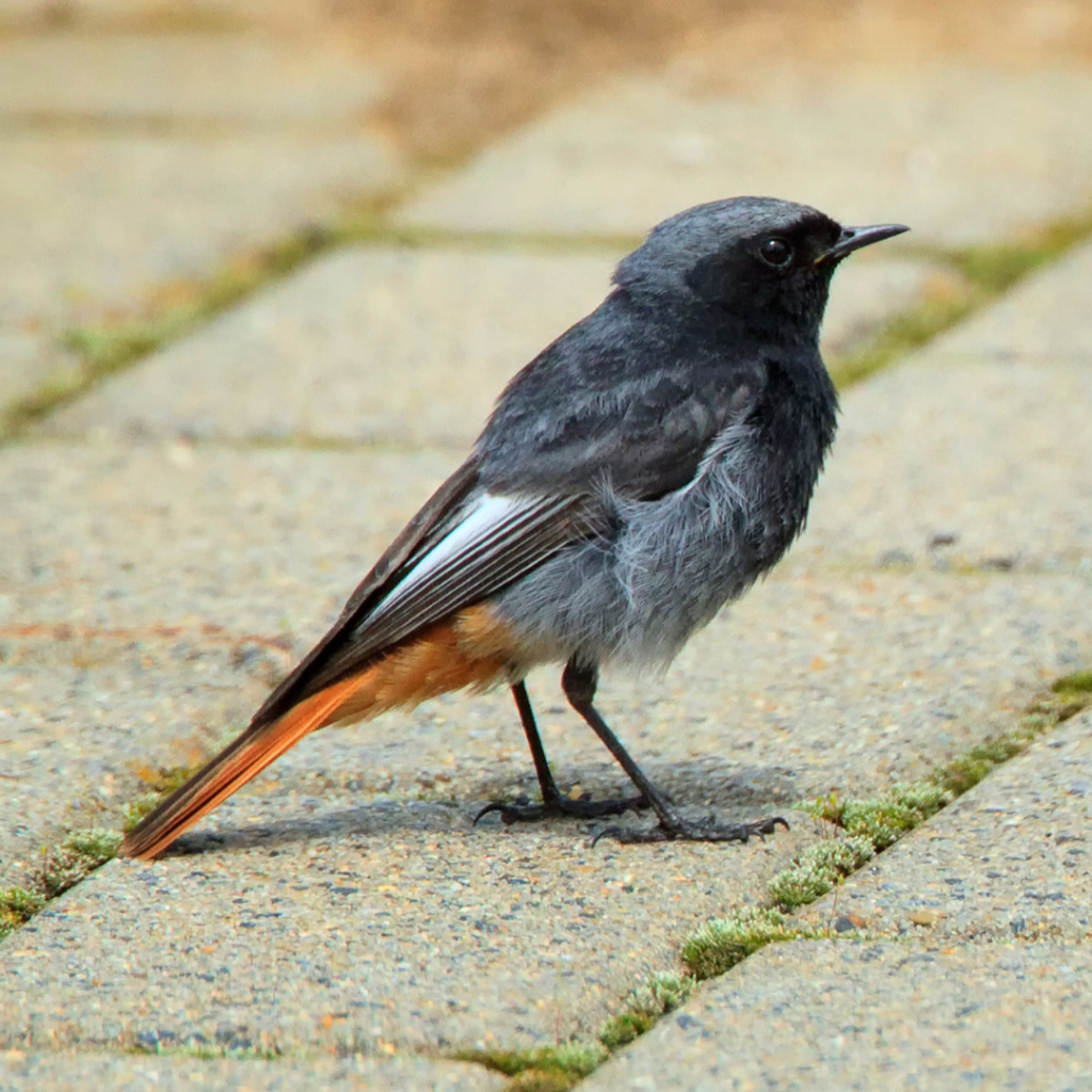 Rare British Garden Bird Black Redstart standing on pavement 