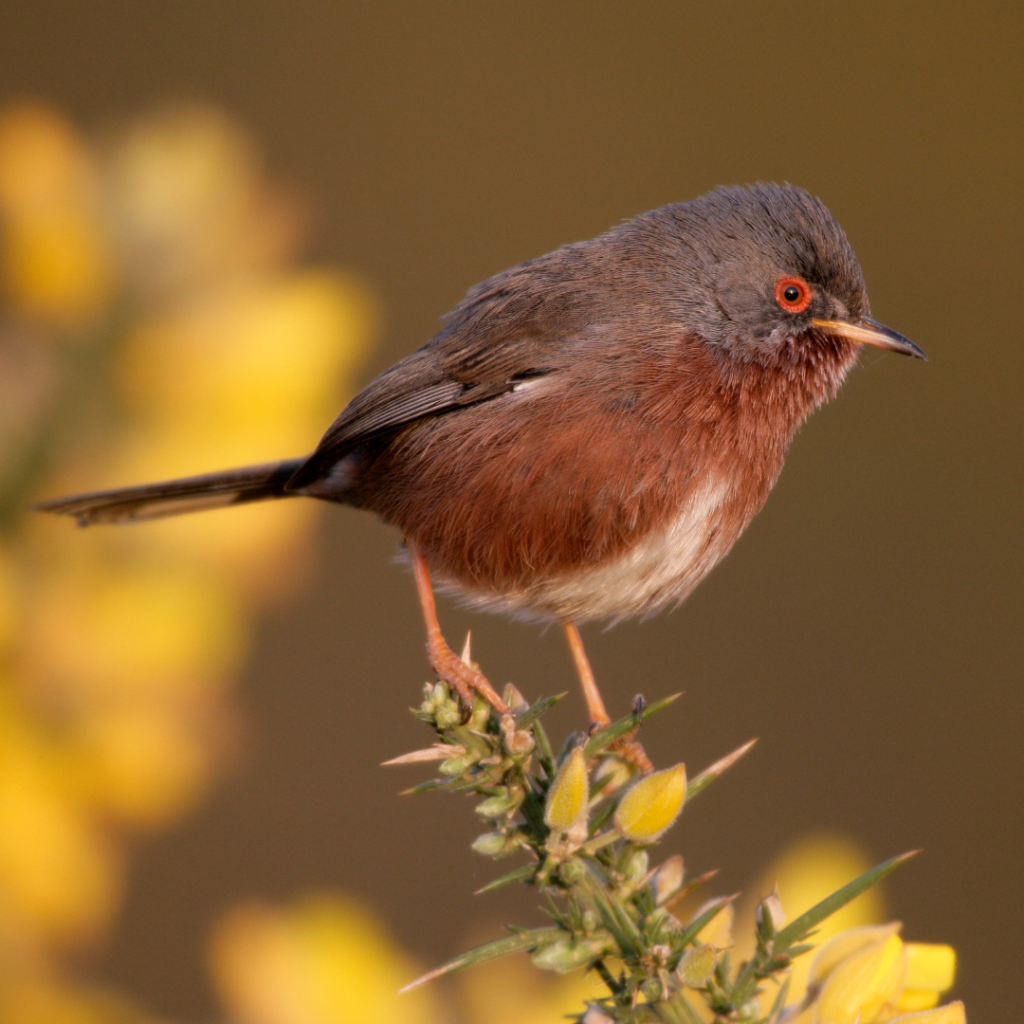 Rare British Garden Birds with redy-brown plumage standing on yellow flower