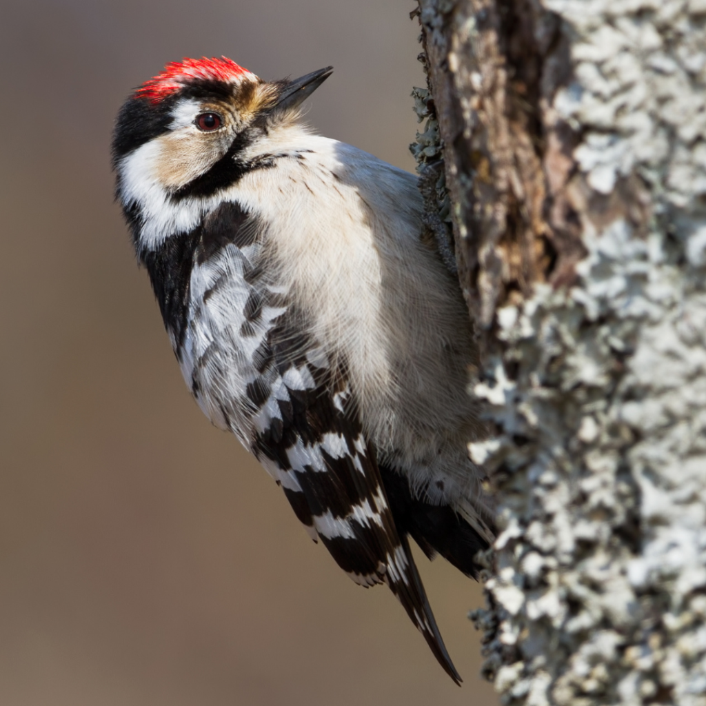 woodpecker with black/white spotted feathers and red crown, crawling up tree trunk.