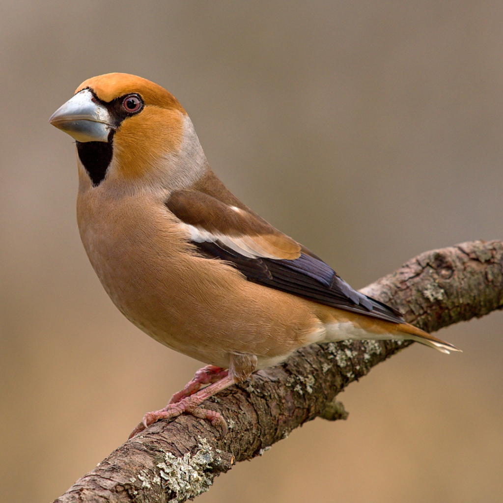 rare british hawfinch perched on branch