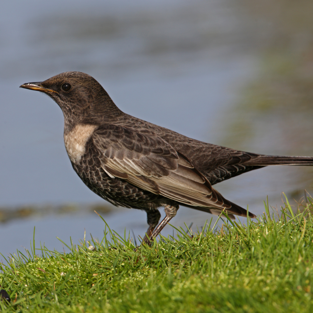 Rare British Garden Birds with brown speckly plumage, known as Ring Ouzel, standing on grass, looking out to lake.