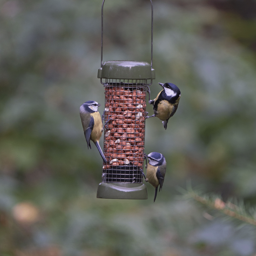 2 blue tits and great tit birds eating from ring pull click peanut feeder
